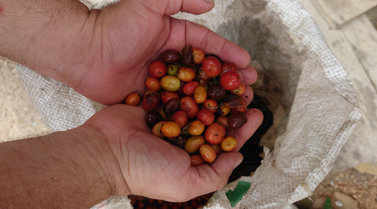 Fresh harvest of coffee cherries from the pink bourbon variety at Finca la Divisa