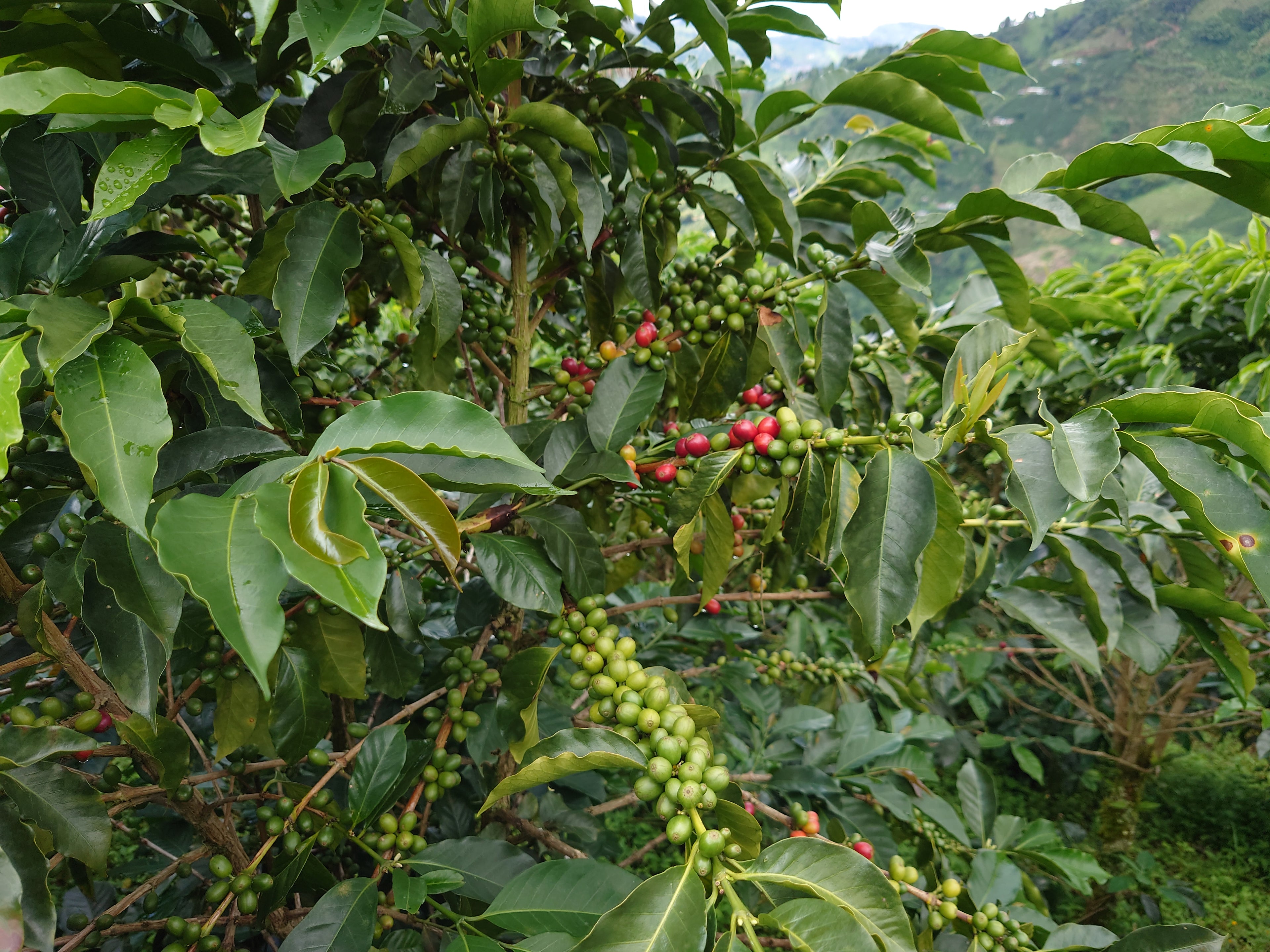 Coffee cherries at Finca La Divisa in Apia Risaralda, Colombia