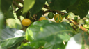 From Farm to Cup: Why Your Coffee Choices Can Change Lives