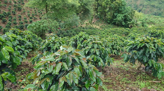 Sustainability in specialty coffee. First financially sustainable