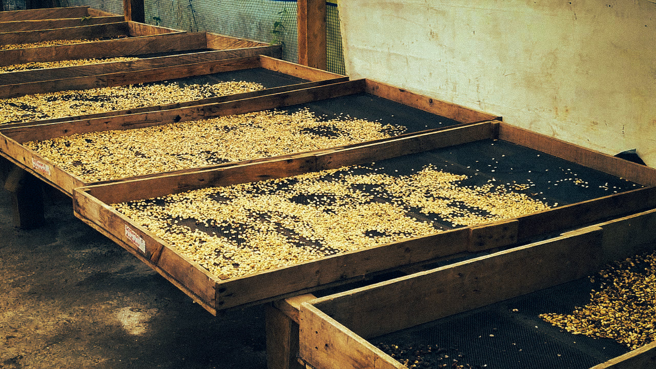 Maria Cristina Guasca